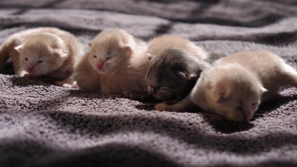 Breastfeeding Little Curious Kittens