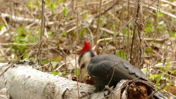 Pileated Woodpecker (Dryocopus Pileatus) Pecking A Fallen Tree Trunk At Wilderness. - Closeup alt