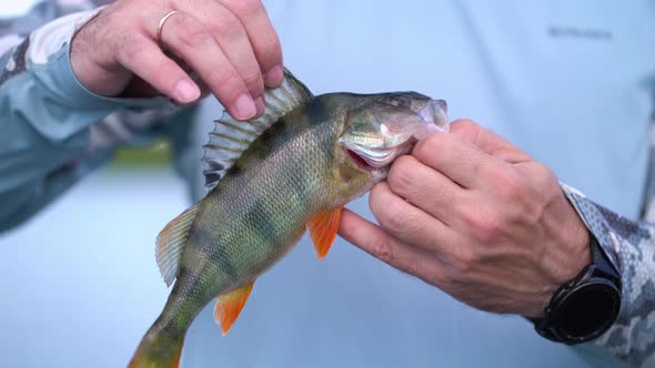 Angler Fisherman Holds Perch Fish alt