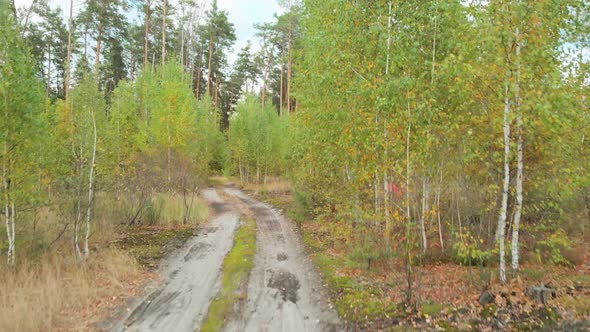 A Dirt Sand Road with Puddles Leads To the Forest
