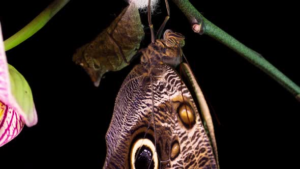 the Process of Emergence of Owl Butterfly From the Pupa, Time Lapse, the Butterfly Is Born From the alt