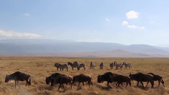 A slow motion clip of a herd wildebeest, Connochaetes taurinus or Gnu marching past Zebra, Equus Qua alt
