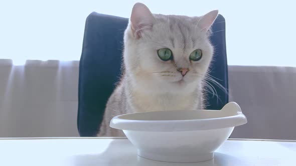 Closeup Charming White Shorthair Cat Sits at a White Table Eats Dry Food From a White Bowl