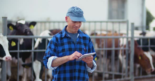 Farmer Using Digital Tablet While Looking at Cows alt