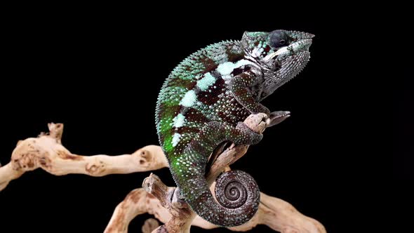 Chameleon On A Branch alt