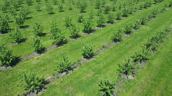 Apple Orchard View From a Height Trees Planted in Straight Rows