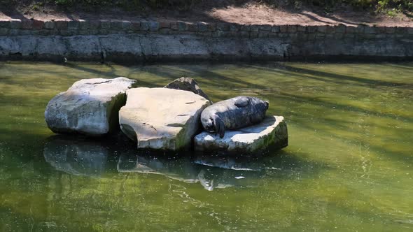 Harbor Seals Rests on the Rock in Zoo alt