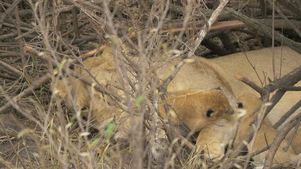 Close up of a lioness lying with cubs alt