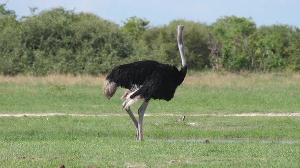 Ostrich grazing and looking up on the savanna  alt