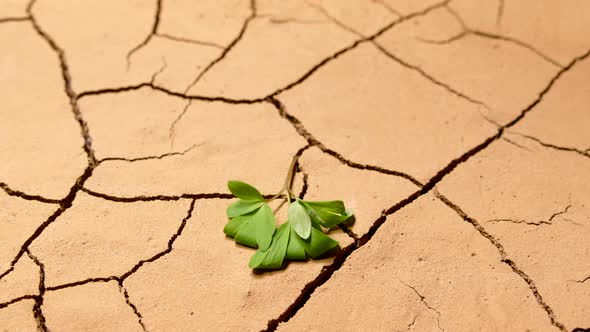 A Green Sprout Withered in the Dry Cracked Ground