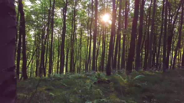 Sunny Morning in Forest alt