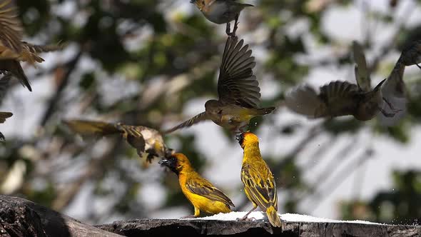 Northern Masked Weavers, Ploceus taeniopterus, group at the Feeder, in flight alt