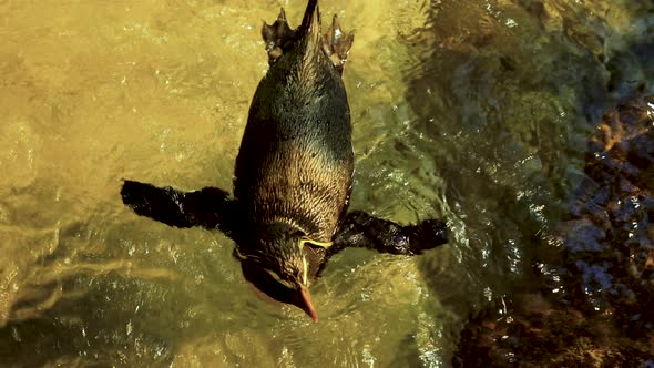 Single Rockhopper penguin swimming in stream; top view close-up alt