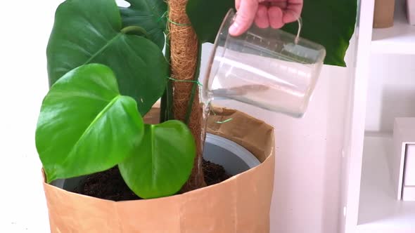 A Man Waters a Monstera Plant From Watering Can