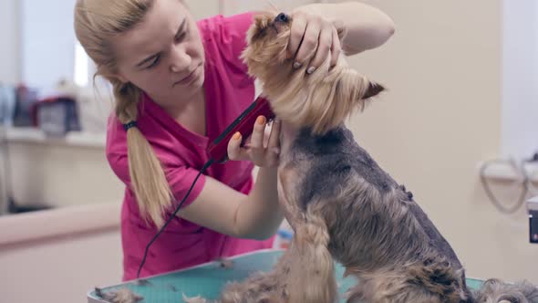 New Haircut for Dog alt