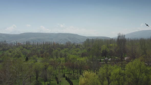 Idyllic Peaceful View of Spring Forest and Green Meadows Under Flying Birds Against Mountain