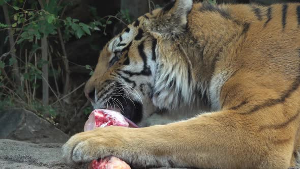 Tiger chewing and licking bone alt