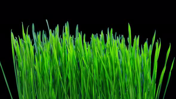 Green sprouts of wheat grow, time-lapse with alpha channel alt