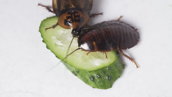 Cockroaches Eat a Cucumber