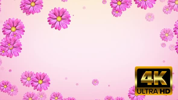 Flowers pink background for titles and intros