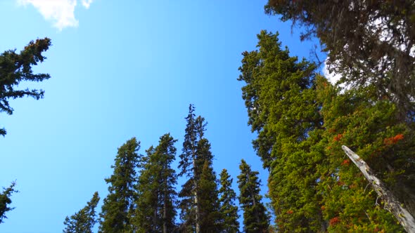 Looking up at trees during the day in Banff National park, Alberta, Canada. 30p conformed to 24p tim alt