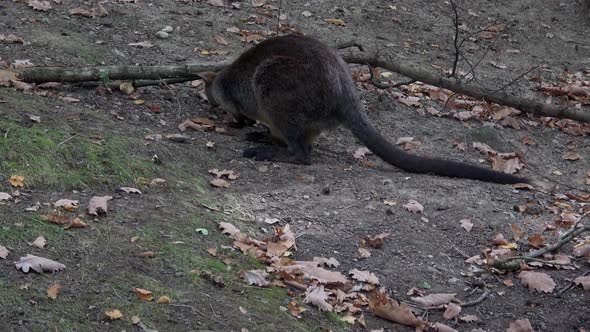 Swamp Wallaby, Wallabia bicolor. Known as the black wallaby