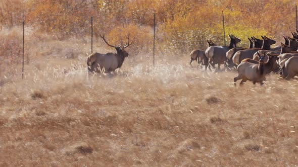 A herd of wild elks in the Rocky Mountain National Park alt