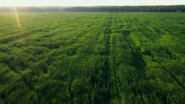 Big Hemp Farm at Sunset Fly View alt