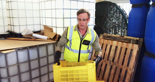 Worker putting harvested olive in machine alt