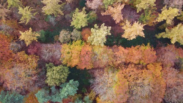 Aerial downward view of mixed autumn forest, Groesbeek, Gelderland, Netherlands. alt