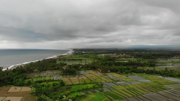 Aerial View With Rice Fields and Palm Trees on a Gloomy Day in Bali, Indonesia