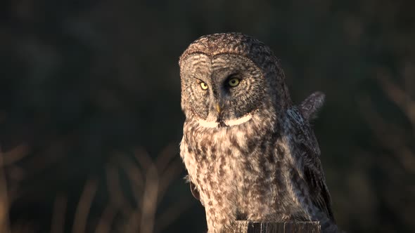 A Great Gray Owl Video Clip alt