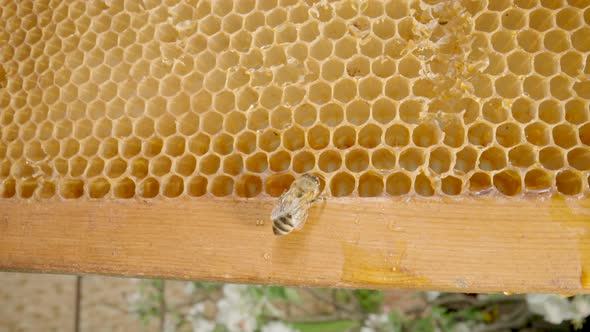 Bee Sitting on Honeycomb alt