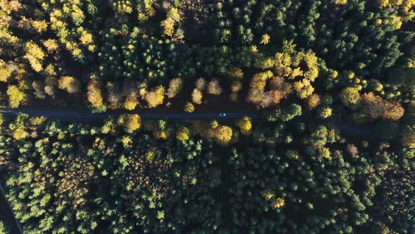 Aerial drone top down view of a countryside road through the wood