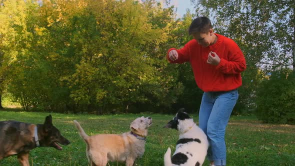 A Woman in a Red Sweater Plays with Three Dogs in a Park alt