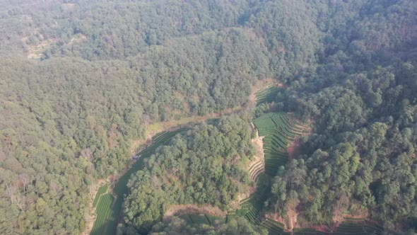 Tea plantation in mountain alt