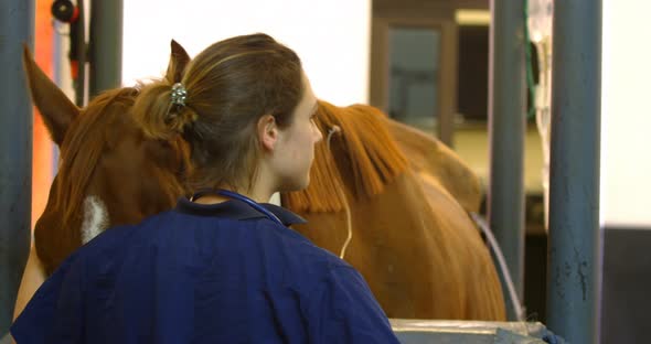 Surgeon petting horse and foal in hospital 4k