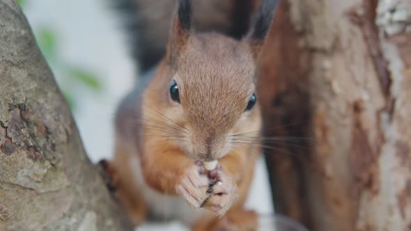 Cute Brown Squirrel Holding Nut And Eating On The Tree In The Park. Squirrel Nibbled At Her Food - c alt