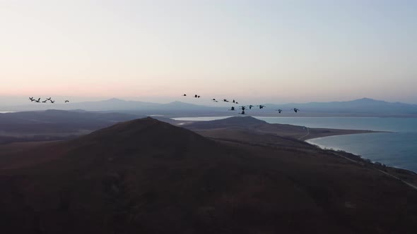 Aerial Footage of a Flock of Whitenecked Cranes at Sunset alt