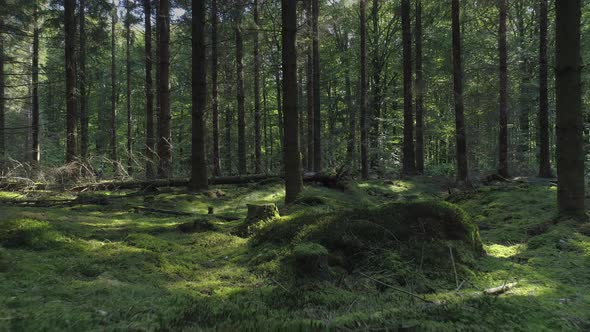 Drone Shot Flying Between Trees in Old Forest