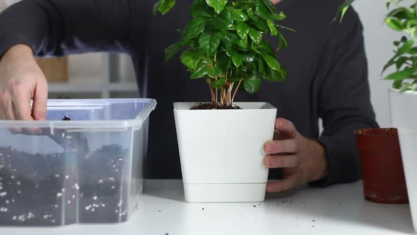 A Man Puts Soil Into New Pot After Replanting a Plant From an Old Pot