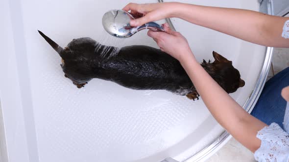 Woman Washing Dog in Bath