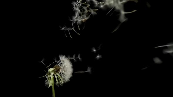 Amazing Macro Shot of Dandelion Being Blown in Super Slow Motion on Black Background alt