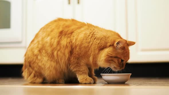 Cute Ginger Cat Sitting on Floor and Eating Cat Food From Its White Bowl. Fluffy Pet in Cozy Home. alt