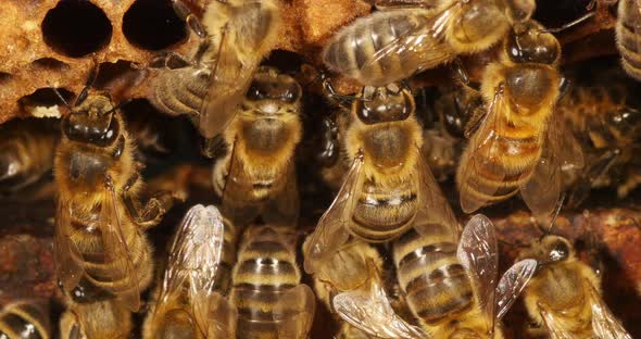 |European Honey Bee, apis mellifera, Bees on Alveolus, Bee Hive in Normandy, Real Time 4K alt