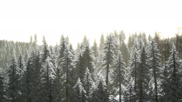 Aerial View of Forest During Cold Winter Morning alt