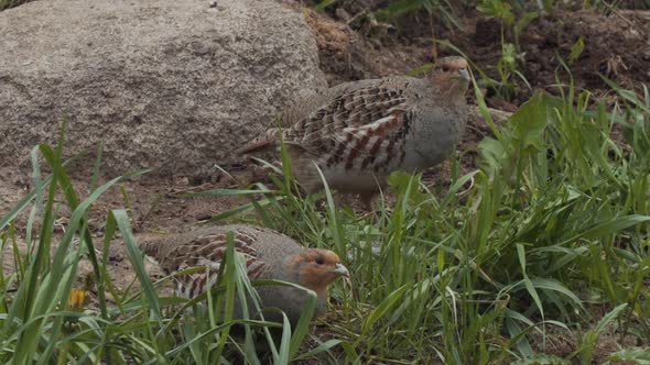 Couple of Partridges Feeding in Green Summer Field Slow Motion. Wild Birds Eating on Ground Outdoors