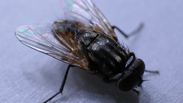 Domestic Fly In Detail 
