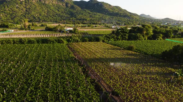 Aerial, wine vineyard farm fields at the base of mountain hills alt