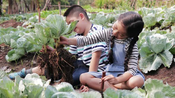 A little girl and Boy helping picking cabbage in a vegetable garden